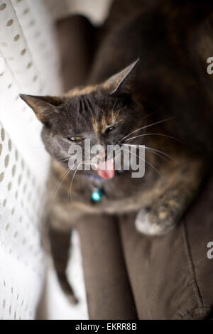 Hauskatze in der Heimat, Gähnen, auf der Couch am Fenster Stockfoto