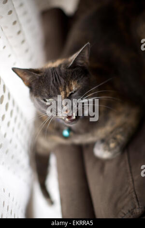 Hauskatze in der Heimat, Gähnen, auf der Couch am Fenster Stockfoto