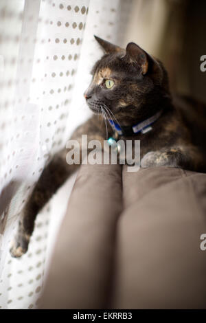 Hauskatze in der Heimat zu wachen auf der Couch am Fenster Stockfoto