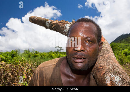 Malawi ist eines der ärmsten Länder der Welt, es wurde stark abgeholzt. Die Abholzung wurde um Land für eine wachsende Bevölkerung Zugang zum Lebensunterhalt anzubauen und zu landen haben klar Kohle, die die wichtigsten Kochbrennstoff in Malawi ist. Hier tragen Männer Holz illegal Zomba Plateau abgemeldet. Stockfoto