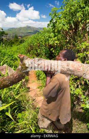 Malawi ist eines der ärmsten Länder der Welt, es wurde stark abgeholzt. Die Abholzung wurde um Land für eine wachsende Bevölkerung Zugang zum Lebensunterhalt anzubauen und zu landen haben klar Kohle, die die wichtigsten Kochbrennstoff in Malawi ist. Hier tragen Männer Holz illegal Zomba Plateau abgemeldet. Stockfoto