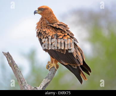 Tawny Adler hocken auf Toten Ast im Kruger Park, Südafrika Stockfoto