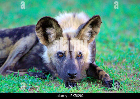 Männlichen afrikanischen Wildhund oder bemalte Hund liegend auf dem grünen Rasen, starrte auf die Kamera. Close-up. Intensiven Blick. Kruger Park. Stockfoto