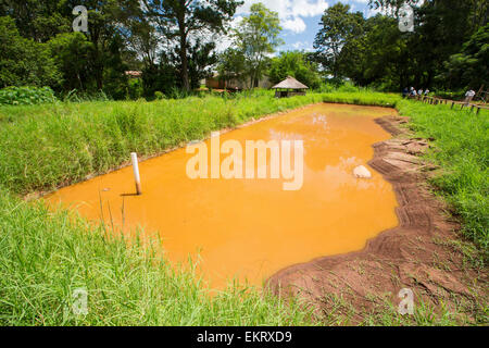 Ein Karpfenteich auf dem Zomba Plateau in Malawi. Stockfoto