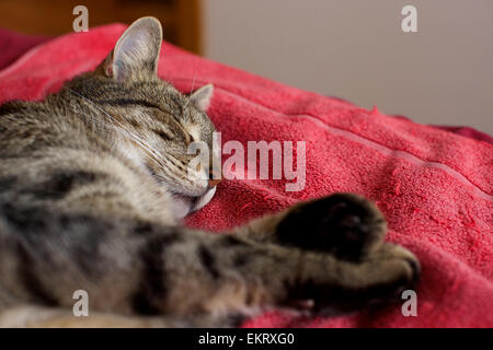 Hauskatze in der Heimat, Katze, schlafen auf Bett Stockfoto