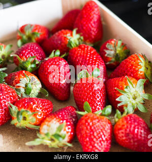 Nahaufnahme von frisch gepflückten Erdbeeren in hölzernen Trug. Stockfoto