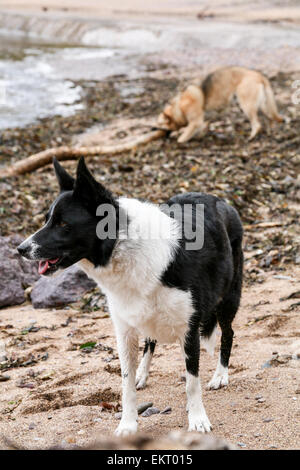 Border Collie am Strand mit Spielen Elsässer im Hintergrund. Stockfoto