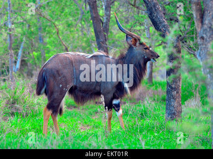 Nyala Bull im grünen Rasen und Thorn Bäumen, Klaserie Caravan Park, Limpopo Provinz, Südafrika. Stockfoto