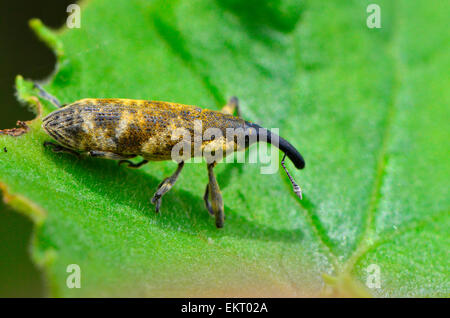 Gelbe und braune Rüsselkäfer auf grünes Blatt, Mariepskop Berg, Limpopo, Südafrika Stockfoto