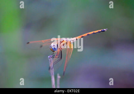 Orange Drop Flügel Drachen fliegen auf Stamm, Kruger Park, Südafrika Stockfoto