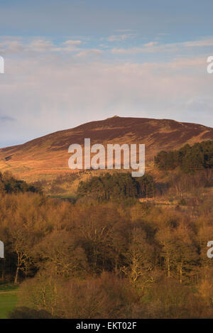 Sonniger Frühlingsabend szenischer Blick auf steile Hügel Wald, Hochland Fjells, Gipfel des Beamsley Beacon Hügel & blauer Himmel - North Yorkshire, England, Großbritannien. Stockfoto