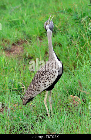 Männliche schwarzbäuchigen Korhaan/Trappe Lockruf im Sommer machen Brutzeit. Kruger Park, Südafrika Stockfoto