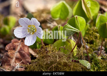 Sauerklee Blüte im Frühjahr. Bookham Common, Surrey, England. Stockfoto