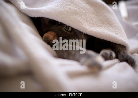 Hauskatze in der Wohnung versteckt unter Morgenmantel mit nur Pfoten ausgesetzt und Auge sichtbar Stockfoto