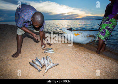 Ein Fischer in einem traditionellen ausgegraben Kanu am Cape Maclear am Ufer des Lake Malawi, Malawi, Afrika mit seinem Fang von Fischen. Stockfoto