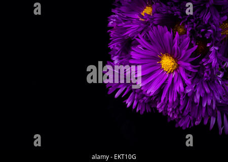 lila Chrysanthemen auf schwarzem Hintergrund Stockfoto