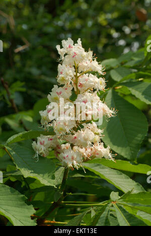 Bluete, Bluetenkerze, Blossom, Bloom, Aesculus Hippocastaneum, Rosskastanie, Rosskastanie, Conker Baum Stockfoto