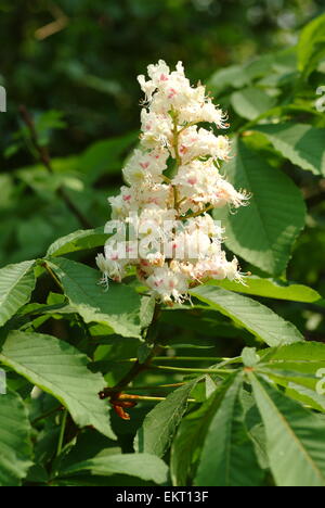 Bluete, Bluetenkerze, Blossom, Bloom, Aesculus Hippocastaneum, Rosskastanie, Rosskastanie, Conker Baum Stockfoto