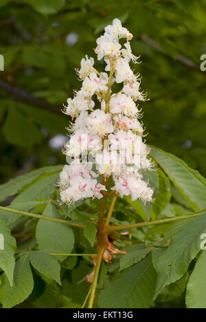 Bluete, Bluetenkerze, Blossom, Bloom, Aesculus Hippocastaneum, Rosskastanie, Rosskastanie, Conker Baum Stockfoto