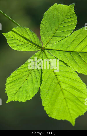 Bluete, Bluetenkerze, Blossom, Bloom, Aesculus Hippocastaneum, Rosskastanie, Rosskastanie, Conker Baum Stockfoto