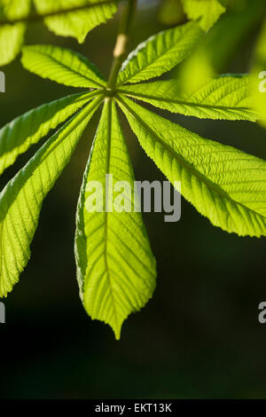 Bluete, Bluetenkerze, Blossom, Bloom, Aesculus Hippocastaneum, Rosskastanie, Rosskastanie, Conker Baum Stockfoto