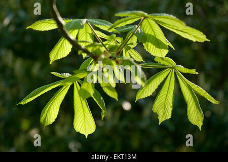 Bluete, Bluetenkerze, Blossom, Bloom, Aesculus Hippocastaneum, Rosskastanie, Rosskastanie, Conker Baum Stockfoto