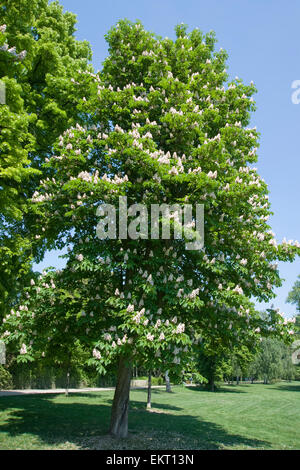 Bluete, Bluetenkerze, Blossom, Bloom, Aesculus Hippocastaneum, Rosskastanie, Rosskastanie, Conker Baum Stockfoto