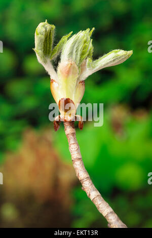 Bluete, Bluetenkerze, Blossom, Bloom, Aesculus Hippocastaneum, Rosskastanie, Rosskastanie, Conker Baum Stockfoto