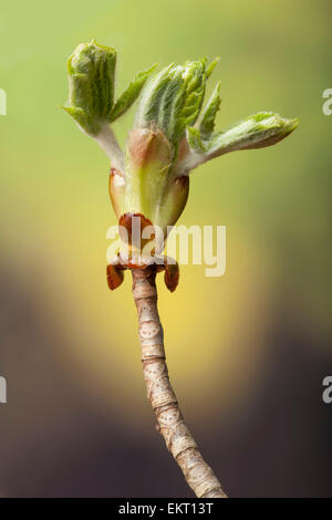 Bluete, Bluetenkerze, Blossom, Bloom, Aesculus Hippocastaneum, Rosskastanie, Rosskastanie, Conker Baum Stockfoto