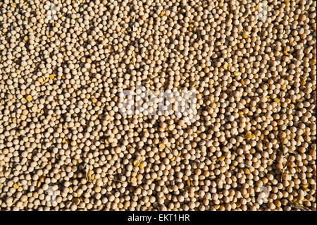 Full-Frame von Futtererbsen In einem Bauernhof LKW; Ponteix Saskatchewan Kanada Stockfoto