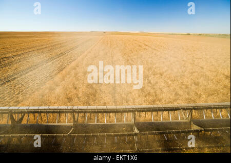 Trocken/Feld Erbse Ernte; Ponteix Saskatchewan Kanada Stockfoto