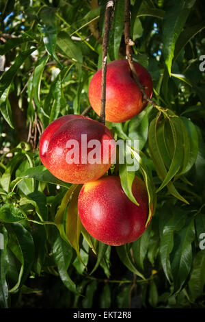 Landwirtschaft - Nahaufnahme von Fantasia Nektarinen auf dem Baum, reif und bereit für die Ernte / in der Nähe von Dinuba, Kalifornien, USA. Stockfoto