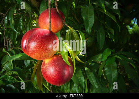 Landwirtschaft - Nahaufnahme von Fantasia Nektarinen auf dem Baum, reif und bereit für die Ernte / in der Nähe von Dinuba, Kalifornien, USA. Stockfoto