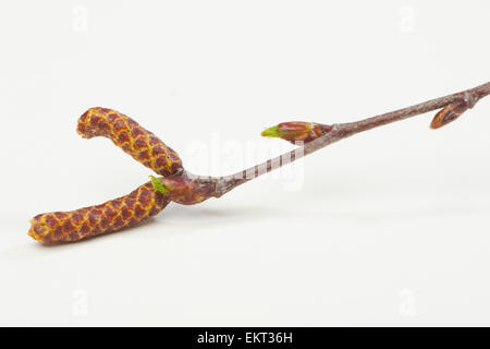 Knospe, Bud, Trieb, Triebspitze, schießen, schießen junge, Bluete, Blossom, Bloom, Betula Pendel, Haenge-Birke, Birke Stockfoto