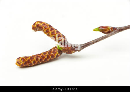 Knospe, Bud, Trieb, Triebspitze, schießen, schießen junge, Bluete, Blossom, Bloom, Betula Pendel, Haenge-Birke, Birke Stockfoto