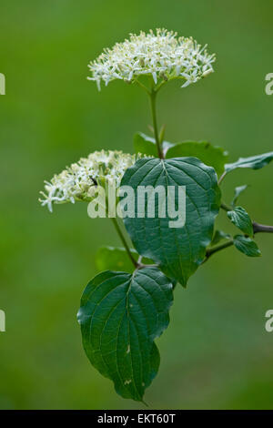 Knospe, Bud, Trieb, Triebspitze, schießen, schießen junge, Bluete, Blossom, Bloom, Cornus sanguineaund, Blutroter Hartriegel, gemeinsame Hartriegel Stockfoto