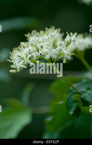 Knospe, Bud, Trieb, Triebspitze, schießen, schießen junge, Bluete, Blossom, Bloom, Cornus sanguineaund, Blutroter Hartriegel, gemeinsame Hartriegel Stockfoto