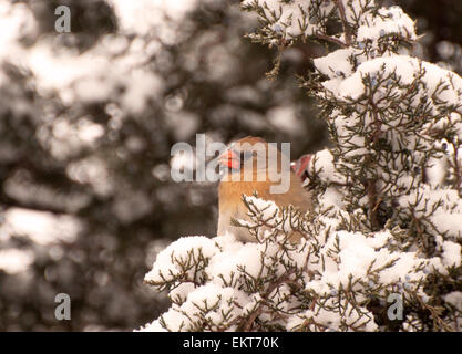 Weibliche Kardinal auf Schnee bedeckt Zeder Zweig Stockfoto