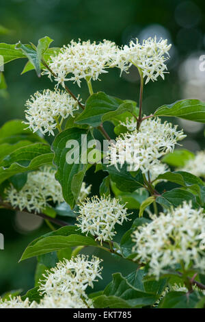 Knospe, Bud, Trieb, Triebspitze, schießen, schießen junge, Bluete, Blossom, Bloom, Cornus sanguineaund, Blutroter Hartriegel, gemeinsame Hartriegel Stockfoto