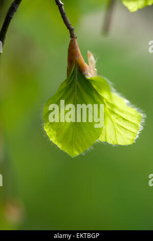 Knospe, Bud, Trieb, Triebspitze, schießen, schießen junge, Bluete, Blossom, Bloom, Fagus Sylvatica Stockfoto