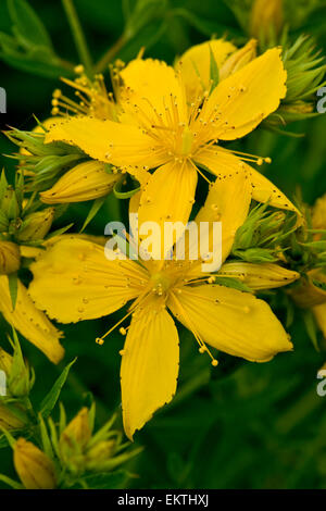 Knospe, Bud, Trieb, Triebspitze, schießen, schießen junge, Bluete, Blossom, Bloom, Hypericum Perforatum, Gemeines Johanniskraut Stockfoto