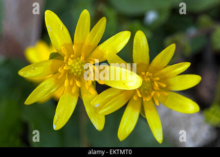 Lesser Celandines Ranunculus ficaria - Ficaria verna, Feigenblüte Ranunculus Blume Stockfoto