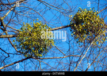 Mistel Viscum Album wächst auf einem Baum, Baumwipfel Stockfoto