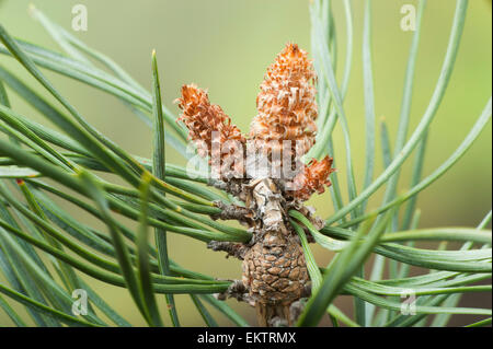 Knospe, Bud, Trieb, Triebspitze, schießen, schießen junge, Bluete, Blossom, Bloom, Waldkiefer, Gemeine Kiefer, Rotfoehre, Forche, Föhren Stockfoto