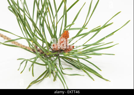 Knospe, Bud, Trieb, Triebspitze, schießen, schießen junge, Bluete, Blossom, Bloom, Waldkiefer, Gemeine Kiefer, Rotfoehre, Forche, Föhren Stockfoto