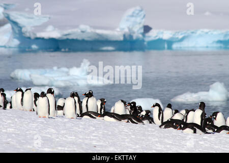 Gentoo Penguins (Pygoscelis Papua) auf Danco Insel oder Isla Dedo einer Insel vor der Antarktis, 1 Seemeile (2 km) langen liegen in t Stockfoto