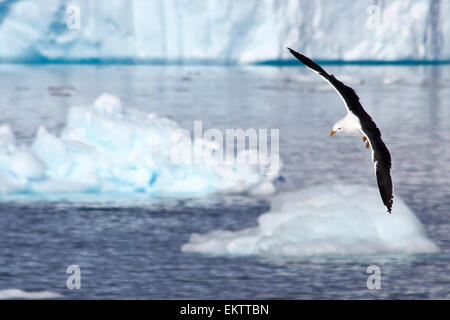 Kelp Gull (Larus Dominicanus) im Flug. Danco Insel oder Isla Dedo ist eine Insel vor der Antarktis, 1 nautische Meile (2 km) langen lyin Stockfoto