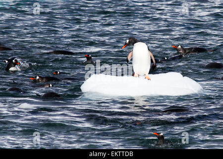 Gentoo Penguins (Pygoscelis Papua) auf Danco Insel oder Isla Dedo einer Insel vor der Antarktis, 1 Seemeile (2 km) langen liegen in t Stockfoto