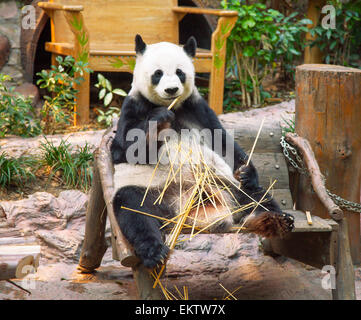 Giant Pandabär Essen Bambus im Zoo von Chiang Mai, Thailand Stockfoto