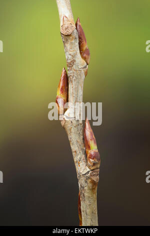 Knospe, Bud, Trieb, Triebspitze, schießen, schießen junge, Bluete, Blossom, Bloom, Populus Nigra Schwarz-Pappel, Schwarzpappel Stockfoto
